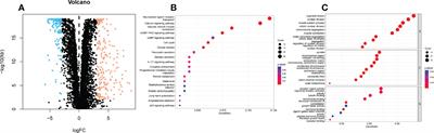 Endoplasmic reticulum stress related IncRNA signature predicts the prognosis and immune response evaluation of uterine corpus endometrial carcinoma